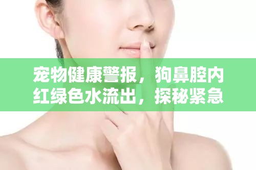 寵物健康警報(bào)，狗鼻腔內(nèi)紅綠色水流出，探秘緊急信號(hào)