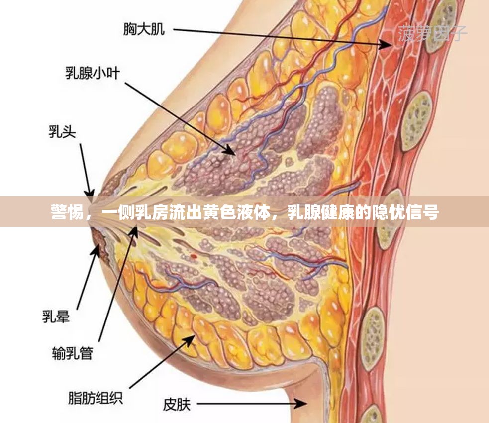警惕，一側(cè)乳房流出黃色液體，乳腺健康的隱憂信號(hào)