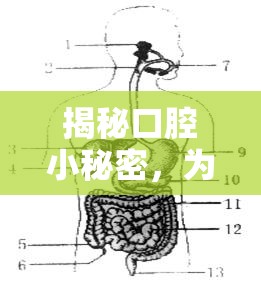 揭秘口腔小秘密，為何有時會感覺有口水流出