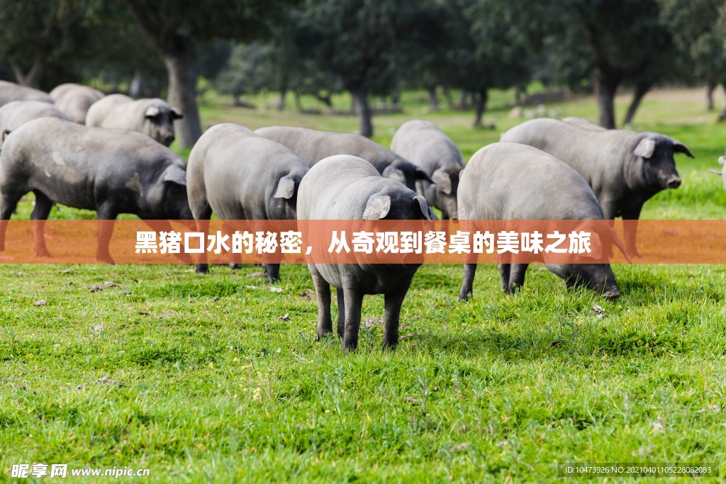 黑豬口水的秘密，從奇觀到餐桌的美味之旅