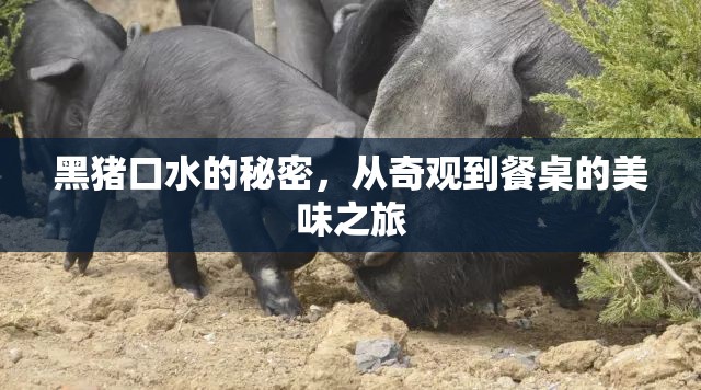 黑豬口水的秘密，從奇觀到餐桌的美味之旅