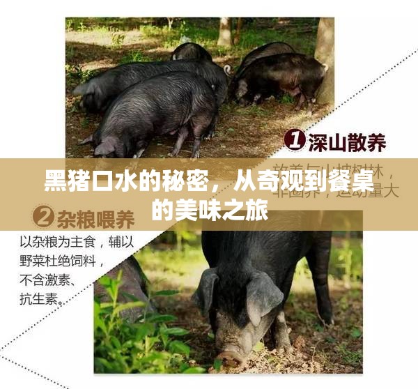 黑豬口水的秘密，從奇觀到餐桌的美味之旅