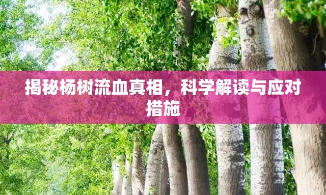 揭秘楊樹流血真相，科學(xué)解讀與應(yīng)對措施