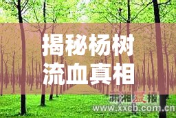 揭秘楊樹流血真相，科學(xué)解讀與應(yīng)對措施