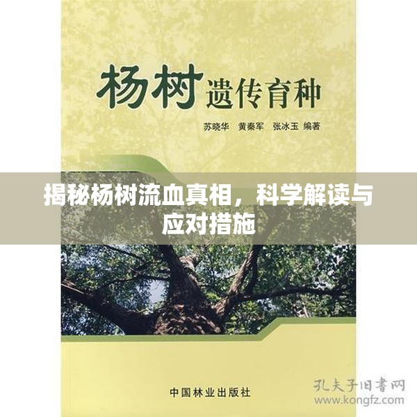 揭秘楊樹流血真相，科學(xué)解讀與應(yīng)對措施