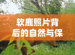 軟鹿照片背后的自然與保護(hù)，一場(chǎng)深度探討
