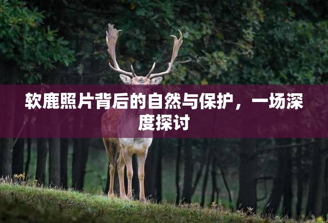 軟鹿照片背后的自然與保護(hù)，一場(chǎng)深度探討