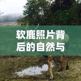 軟鹿照片背后的自然與保護(hù)，一場(chǎng)深度探討