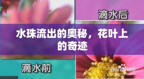 水珠流出的奧秘，花葉上的奇跡