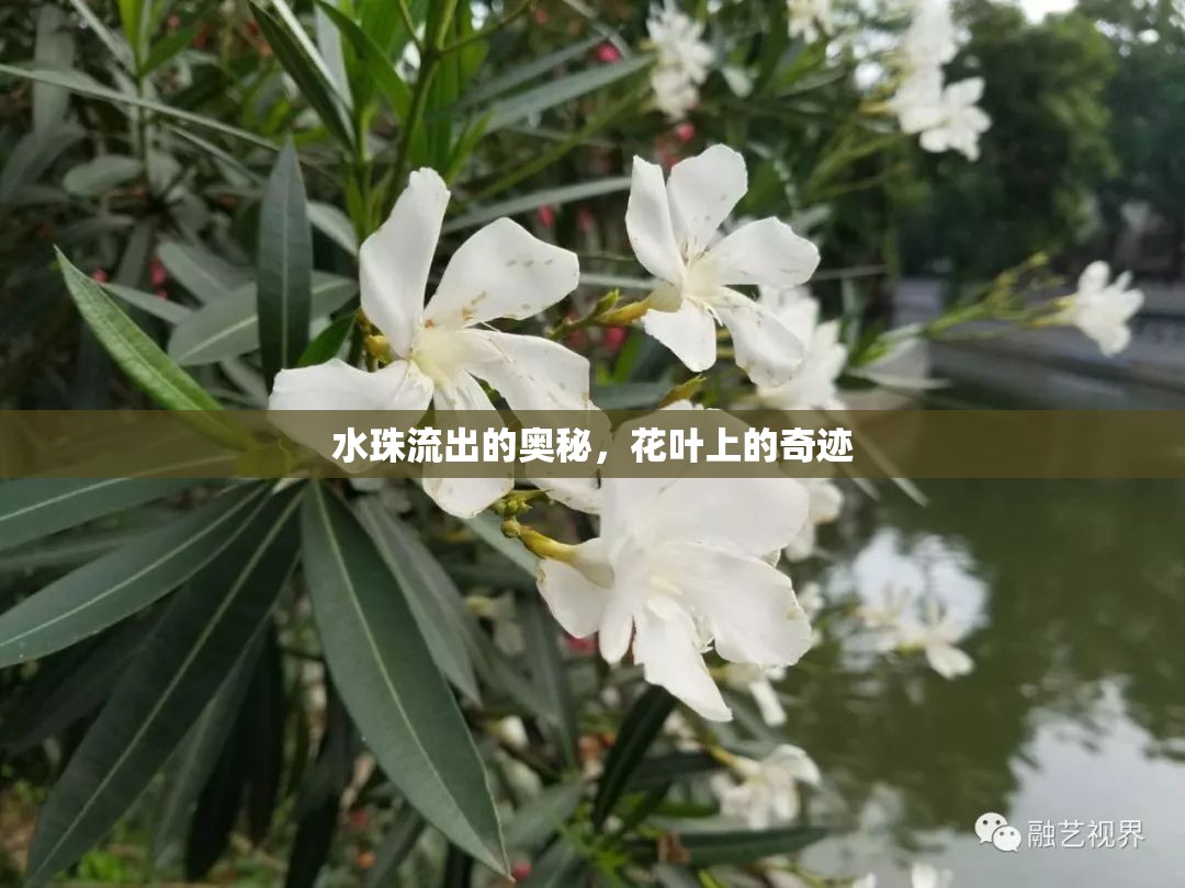 水珠流出的奧秘，花葉上的奇跡