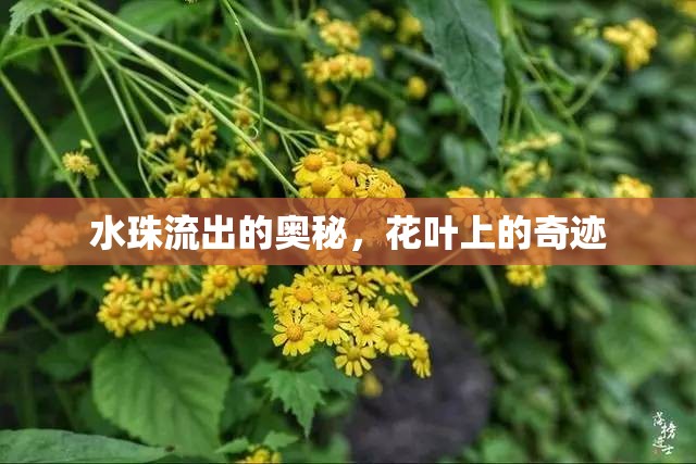 水珠流出的奧秘，花葉上的奇跡
