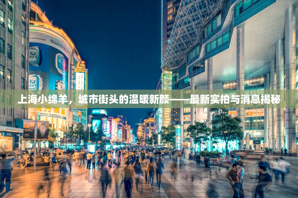 上海小綿羊，城市街頭的溫暖新顏——最新實拍與消息揭秘