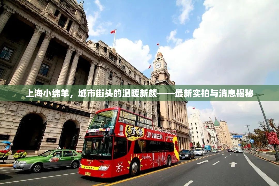 上海小綿羊，城市街頭的溫暖新顏——最新實拍與消息揭秘