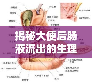 揭秘大便后腸液流出的生理機(jī)制與日常護(hù)理