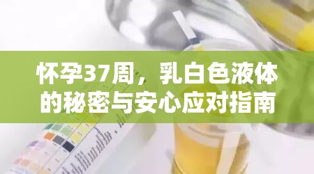 懷孕37周，乳白色液體的秘密與安心應(yīng)對指南