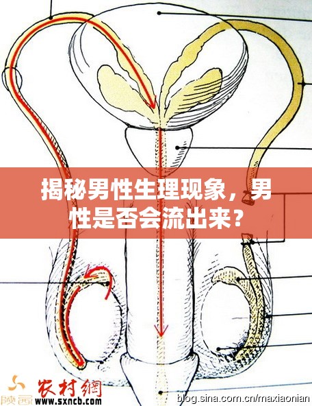 揭秘男性生理現(xiàn)象，男性是否會(huì)流出來(lái)？