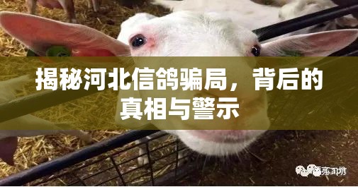 揭秘河北信鴿騙局，背后的真相與警示