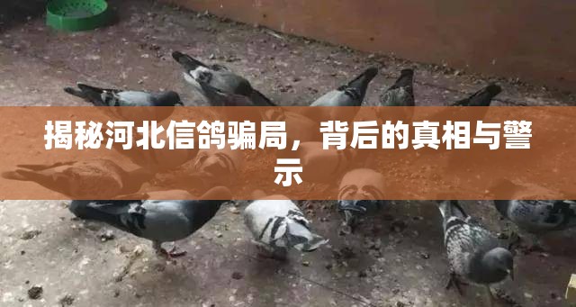 揭秘河北信鴿騙局，背后的真相與警示