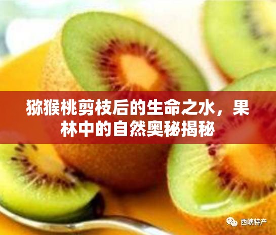 獼猴桃剪枝后的生命之水，果林中的自然奧秘揭秘