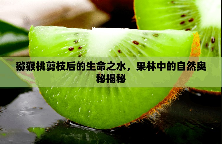 獼猴桃剪枝后的生命之水，果林中的自然奧秘揭秘