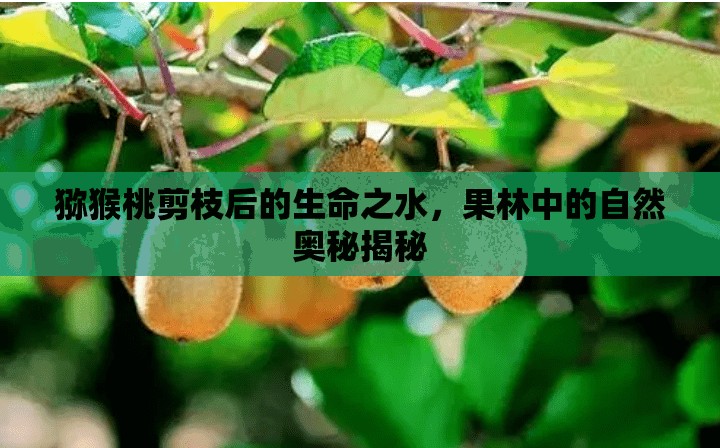 獼猴桃剪枝后的生命之水，果林中的自然奧秘揭秘