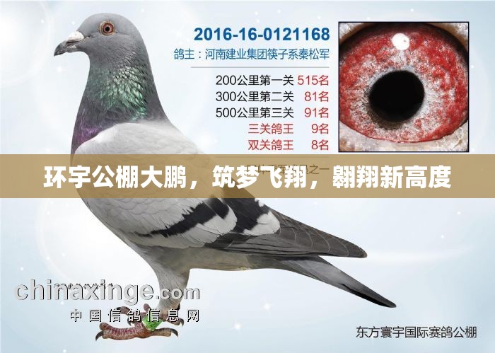 環(huán)宇公棚大鵬，筑夢(mèng)飛翔，翱翔新高度