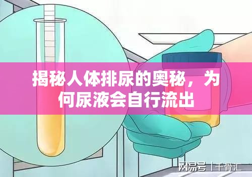 揭秘人體排尿的奧秘，為何尿液會自行流出