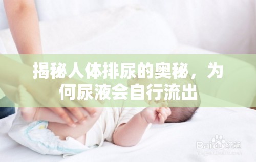揭秘人體排尿的奧秘，為何尿液會自行流出