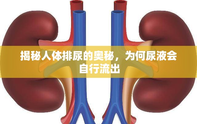 揭秘人體排尿的奧秘，為何尿液會自行流出