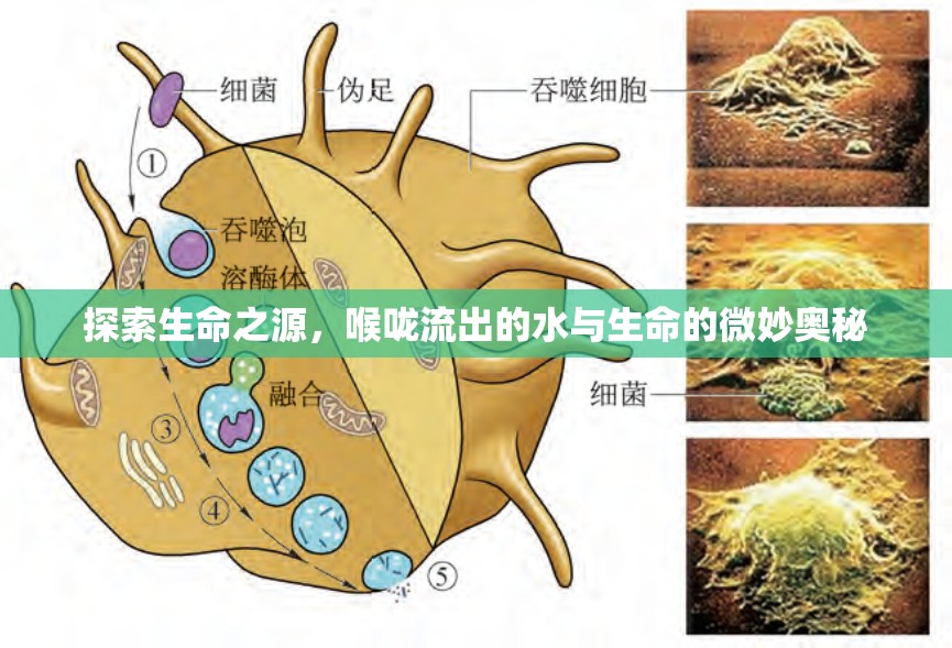 探索生命之源，喉嚨流出的水與生命的微妙?yuàn)W秘