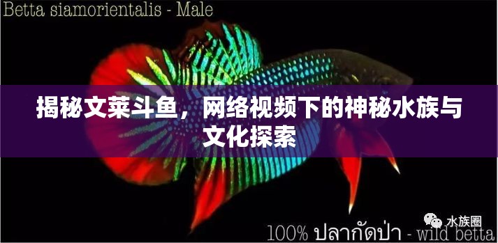 揭秘文萊斗魚，網(wǎng)絡(luò)視頻下的神秘水族與文化探索