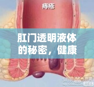 肛門透明液體的秘密，健康與疾病的微妙平衡
