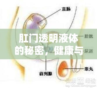 肛門透明液體的秘密，健康與疾病的微妙平衡