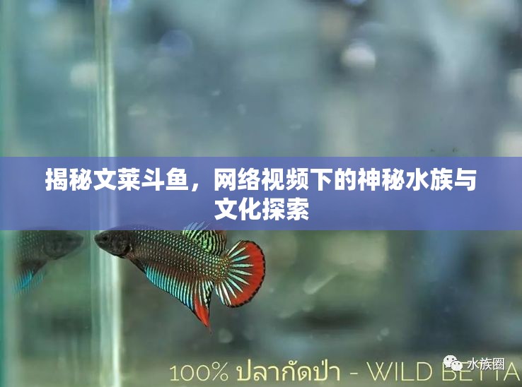 揭秘文萊斗魚，網(wǎng)絡(luò)視頻下的神秘水族與文化探索