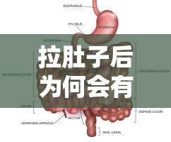 拉肚子后為何會有血流出？——探索腸道健康的隱秘面紗