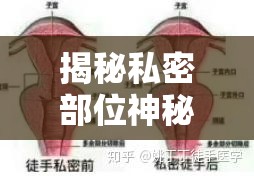 揭秘私密部位神秘果凍狀分泌物，探索健康新視角
