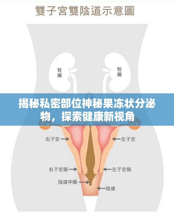 揭秘私密部位神秘果凍狀分泌物，探索健康新視角
