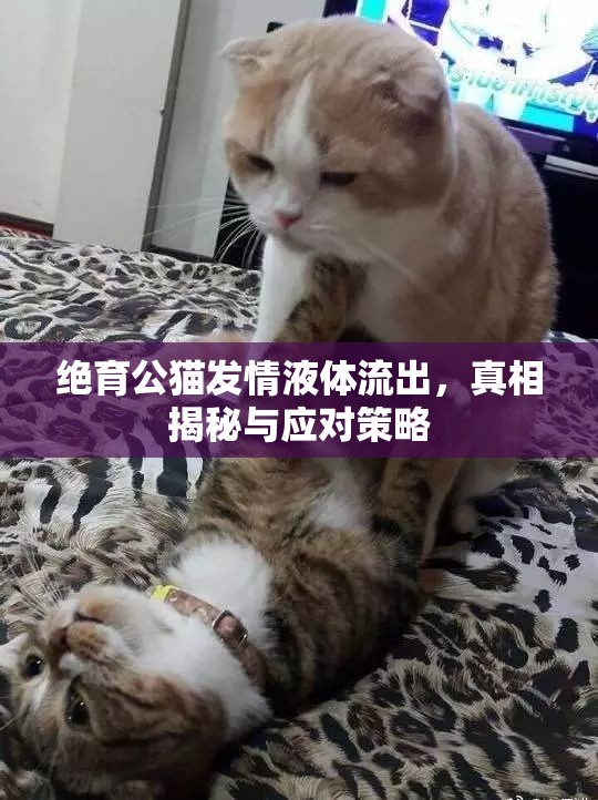 絕育公貓發(fā)情液體流出，真相揭秘與應(yīng)對(duì)策略