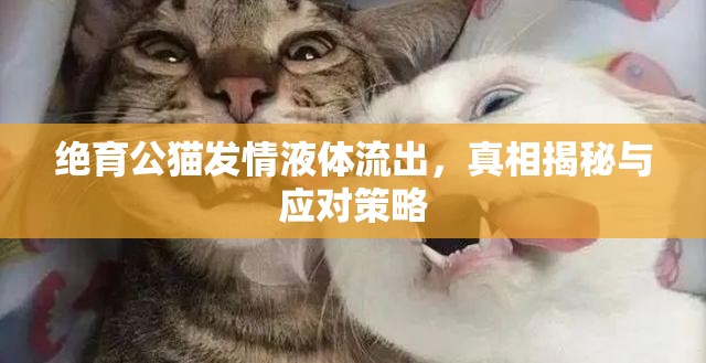 絕育公貓發(fā)情液體流出，真相揭秘與應(yīng)對(duì)策略