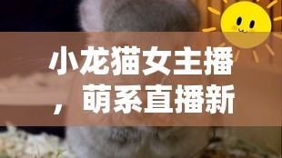 小龍貓女主播，萌系直播新寵