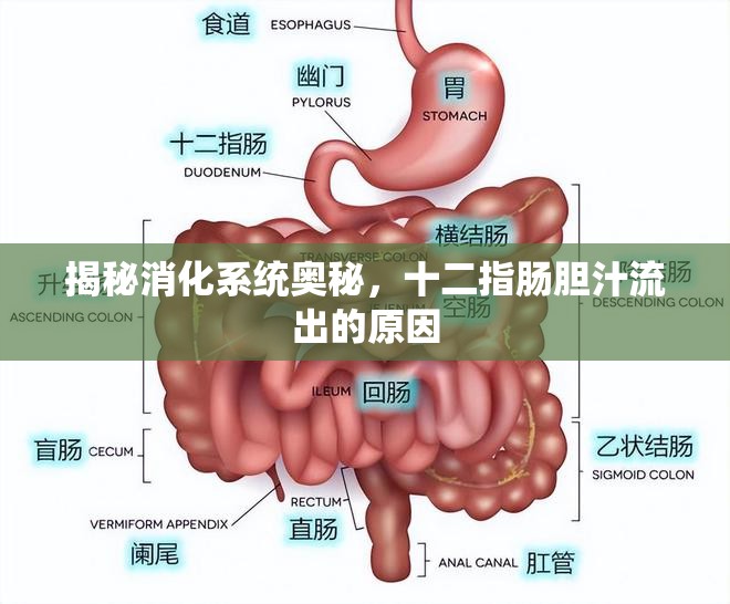揭秘消化系統(tǒng)奧秘，十二指腸膽汁流出的原因