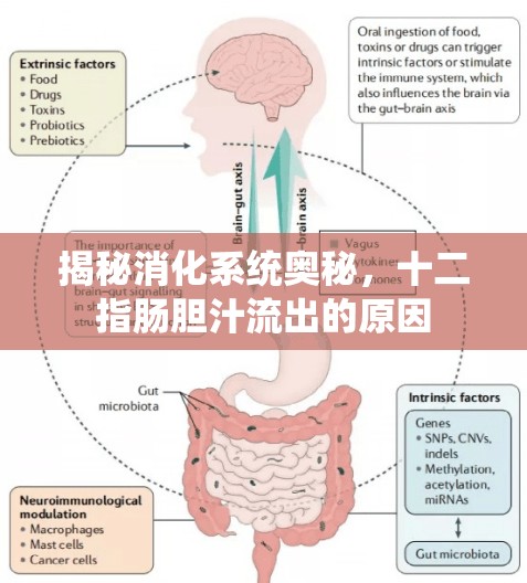 揭秘消化系統(tǒng)奧秘，十二指腸膽汁流出的原因