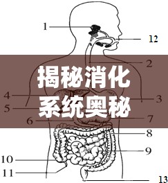 揭秘消化系統(tǒng)奧秘，十二指腸膽汁流出的原因