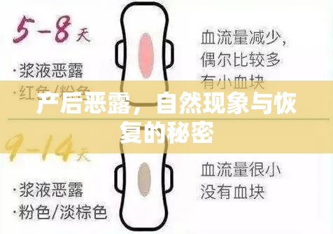 產(chǎn)后惡露，自然現(xiàn)象與恢復(fù)的秘密