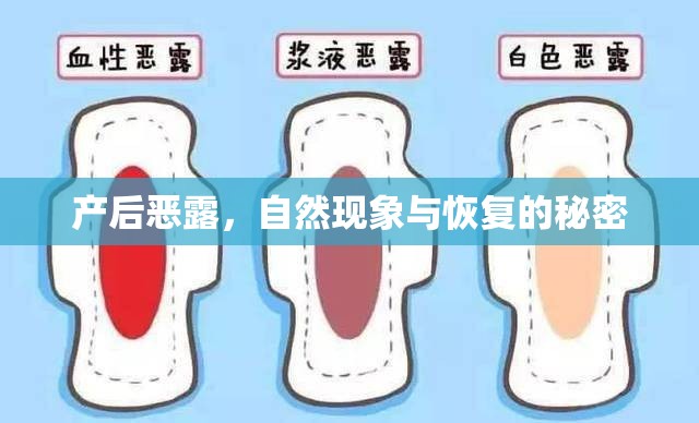 產(chǎn)后惡露，自然現(xiàn)象與恢復(fù)的秘密