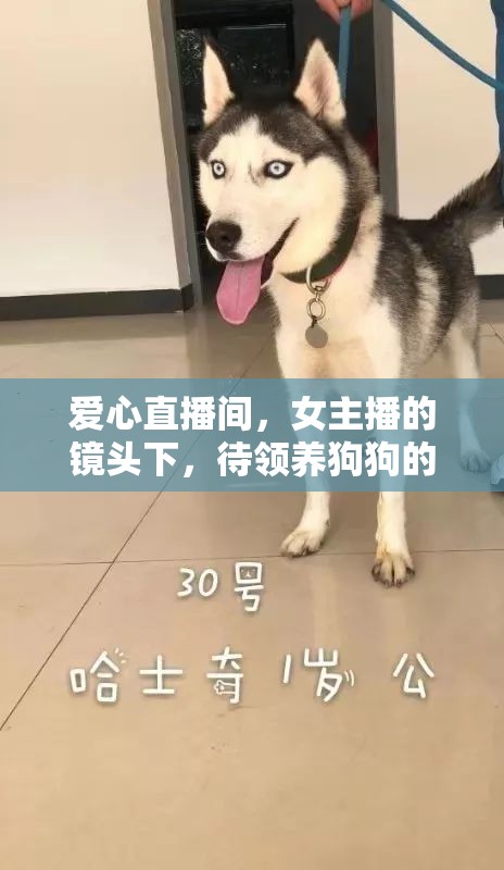 愛心直播間，女主播的鏡頭下，待領(lǐng)養(yǎng)狗狗的溫暖世界