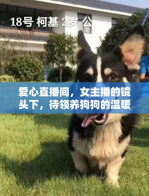 愛心直播間，女主播的鏡頭下，待領(lǐng)養(yǎng)狗狗的溫暖世界