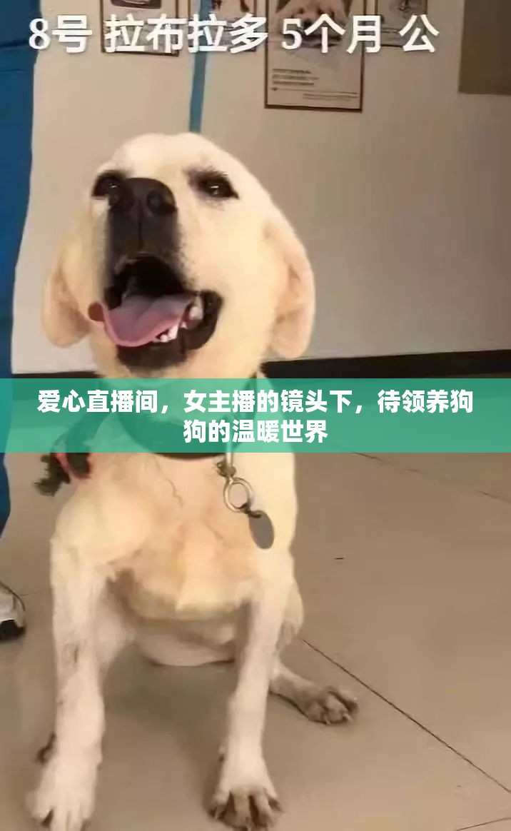 愛心直播間，女主播的鏡頭下，待領(lǐng)養(yǎng)狗狗的溫暖世界