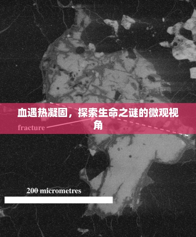 血遇熱凝固，探索生命之謎的微觀視角