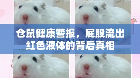 倉鼠健康警報，屁股流出紅色液體的背后真相